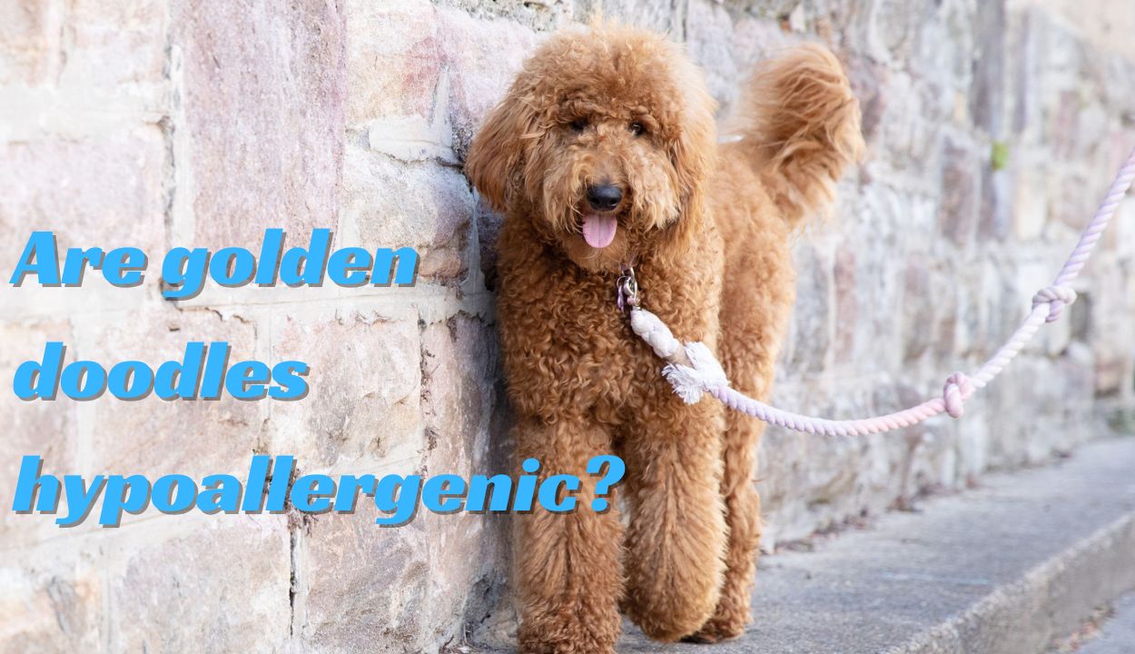 are golden doodles hypoallergenic