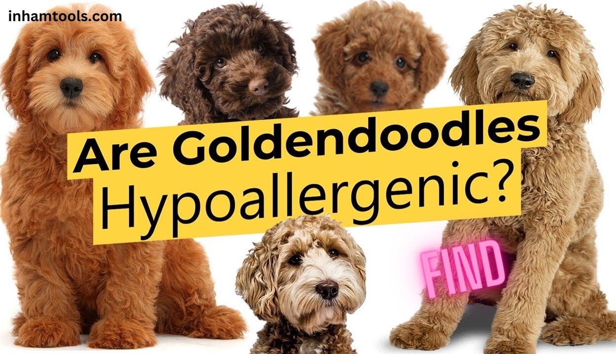 are golden doodles hypoallergenic