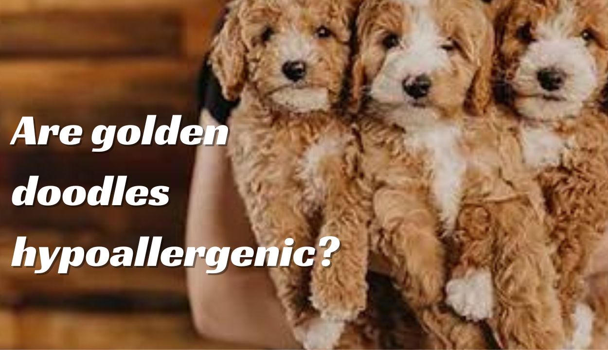 are golden doodles hypoallergenic dogs